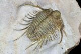 Spiny Cyphaspides Trilobite - Jorf, Morocco #179900-4